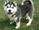 Siberian Husky Puppies for sale in Lewiston, ME, USA. price: $500