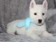 Siberian Husky Puppies for sale in New Bedford, MA 02741, USA. price: NA