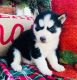 Siberian Husky Puppies for sale in Dothan, AL 36301, USA. price: $500