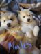 Siberian Husky Puppies for sale in Eggleston, VA 24086, USA. price: NA