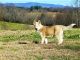 Siberian Husky Puppies for sale in Roaring River, NC 28669, USA. price: $450