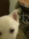 Siberian Husky Puppies for sale in Limon, CO 80828, USA. price: NA