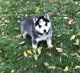 Siberian Husky Puppies for sale in Garden City, ID, USA. price: NA