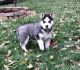 Siberian Husky Puppies for sale in Norwich, CT, USA. price: $500