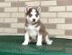 Siberian Husky Puppies for sale in Poland, ME 04274, USA. price: $500