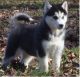 Siberian Husky Puppies for sale in Poland, ME 04274, USA. price: NA