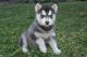 Siberian Husky Puppies for sale in Poland, ME 04274, USA. price: $500