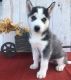 Siberian Husky Puppies for sale in Poland, ME 04274, USA. price: NA