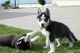 Siberian Husky Puppies for sale in Secaucus, NJ 07094, USA. price: NA