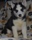 Siberian Husky Puppies for sale in Worcester, MA 01653, USA. price: $500