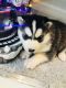 Siberian Husky Puppies for sale in West Covina, CA, USA. price: NA
