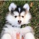 Siberian Husky Puppies for sale in Richmond, VA, USA. price: $500