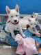 Siberian Husky Puppies for sale in Fort Lauderdale, FL 33328, USA. price: NA