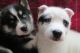 Siberian Husky Puppies for sale in Lancaster, WI 53813, USA. price: $850