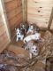 Siberian Husky Puppies for sale in Texas City, TX, USA. price: NA