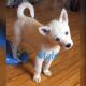 Siberian Husky Puppies for sale in San Antonio, TX 78253, USA. price: NA