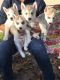 Siberian Husky Puppies for sale in Riverview, FL, USA. price: NA