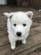 Siberian Husky Puppies for sale in Kenyon, MN 55946, USA. price: NA
