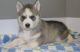 Siberian Husky Puppies for sale in Louisville, KY 40221, USA. price: $500