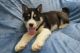 Siberian Husky Puppies for sale in Lancaster, WI 53813, USA. price: $850