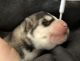 Siberian Husky Puppies for sale in Silverton, OR 97381, USA. price: $800