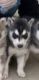 Siberian Husky Puppies for sale in Larkfield-Wikiup, CA 95403, USA. price: NA