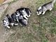 Siberian Husky Puppies for sale in Cullman Rd, Alabama 35016, USA. price: NA