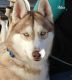 Siberian Husky Puppies for sale in Elkland, MO 65644, USA. price: $700
