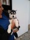 Siberian Husky Puppies for sale in Grabill, IN 46741, USA. price: NA