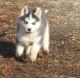 Siberian Husky Puppies for sale in Griswold, IA 51535, USA. price: NA