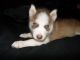 Siberian Husky Puppies for sale in Lakeland, FL, USA. price: NA