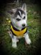 Siberian Husky Puppies for sale in Mt Angel, OR 97362, USA. price: NA