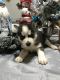 Siberian Husky Puppies for sale in Livingston, TX 77351, USA. price: NA