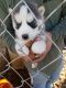 Siberian Husky Puppies for sale in Young Harris, GA 30582, USA. price: NA
