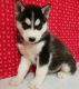 Siberian Husky Puppies for sale in Newark, NJ 07189, USA. price: $500