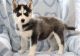 Siberian Husky Puppies for sale in Milwaukee, WI, USA. price: NA