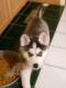 Siberian Husky Puppies for sale in Centerburg, OH 43011, USA. price: NA