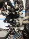 Siberian Husky Puppies for sale in Au Gres, MI 48703, USA. price: NA
