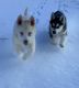 Siberian Husky Puppies for sale in West Salem, OH 44287, USA. price: NA