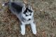 Siberian Husky Puppies for sale in Des Plaines, IL 60018, USA. price: NA