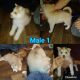 Siberian Husky Puppies for sale in White Pine, TN, USA. price: $450