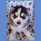 Siberian Husky Puppies for sale in Acton, MA, USA. price: NA