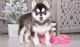 Siberian Husky Puppies for sale in Baltimore, MD, USA. price: $500