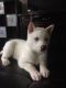 Siberian Husky Puppies for sale in CA-111, Palm Desert, CA, USA. price: NA