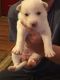 Siberian Husky Puppies for sale in Pima, AZ 85543, USA. price: NA