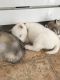 Siberian Husky Puppies for sale in Kalamazoo, MI, USA. price: NA