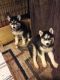 Siberian Husky Puppies for sale in Fontana, CA, USA. price: $550