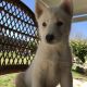 Siberian Husky Puppies for sale in South Houston, TX, USA. price: NA