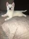 Siberian Husky Puppies for sale in Tomball, TX, USA. price: NA