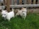 Siberian Husky Puppies for sale in Burke, VA, USA. price: NA